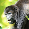 Mantled Howler Monkey