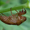 Cicada exuviae