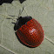 Leaf beetle