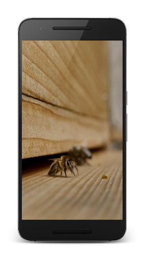免費下載個人化APP|Bees 3D app開箱文|APP開箱王