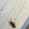 Boxelder Bug