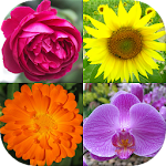 Cover Image of Download Flowers - Botanical Quiz about Beautiful Plants 1.0 APK