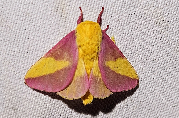 Rosy maple moth