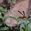 Paper wasp/red wasp