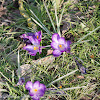 Spring Crocus