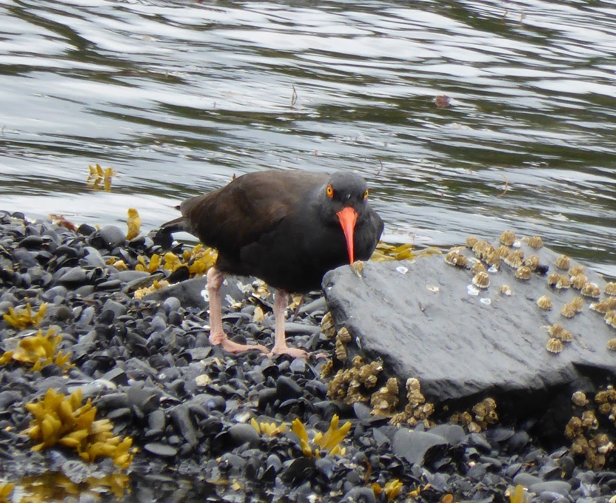 Black Oystercatcher