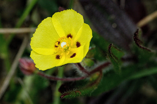 Xolantha Tuberaria guttata