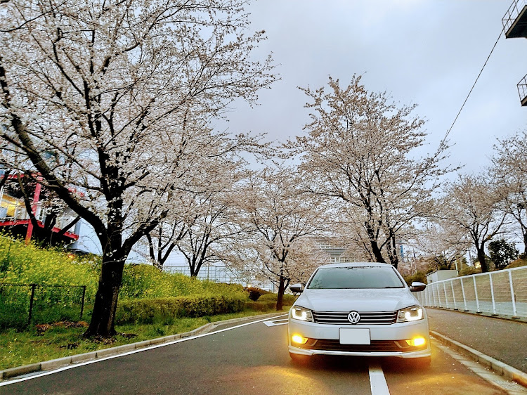 パサートのサクラと愛車・会社の真横で・明日晴れるかな？・リアスポ、取り替えかな！？に関するカスタム事例の投稿画像1枚目