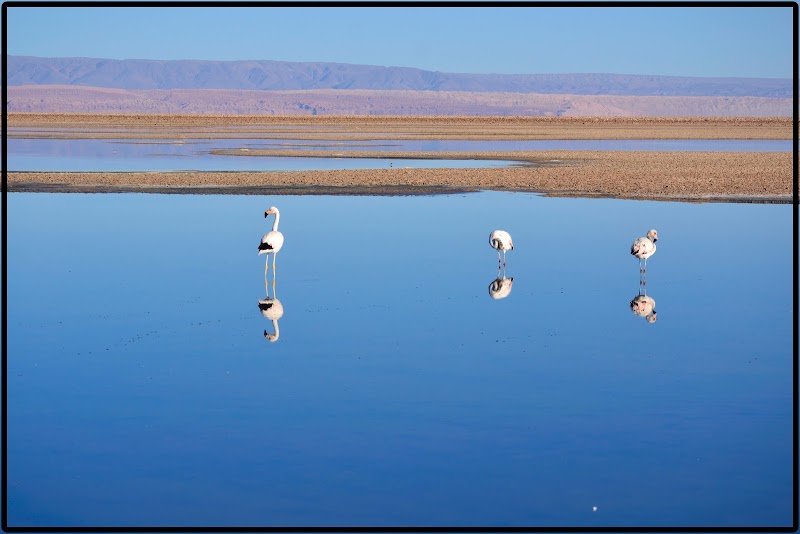 LAGUNA CHAXA-LAGUNAS ALTIPLÁNICAS-PIEDRAS ROJAS-LAGUNA TUJAJTO - DE ATACAMA A LA PAZ. ROZANDO EL CIELO 2019 (5)