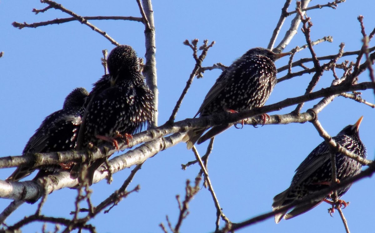 The common starling