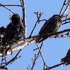 The common starling