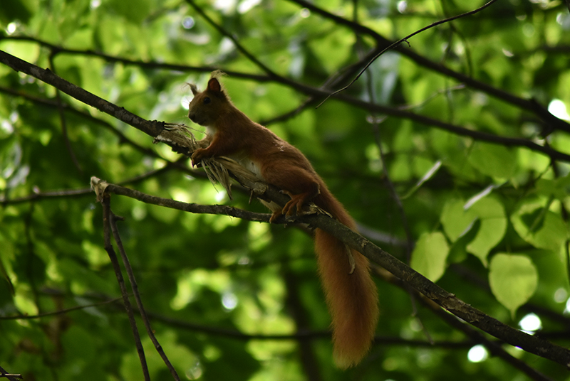 Red squirrel