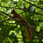 Red squirrel