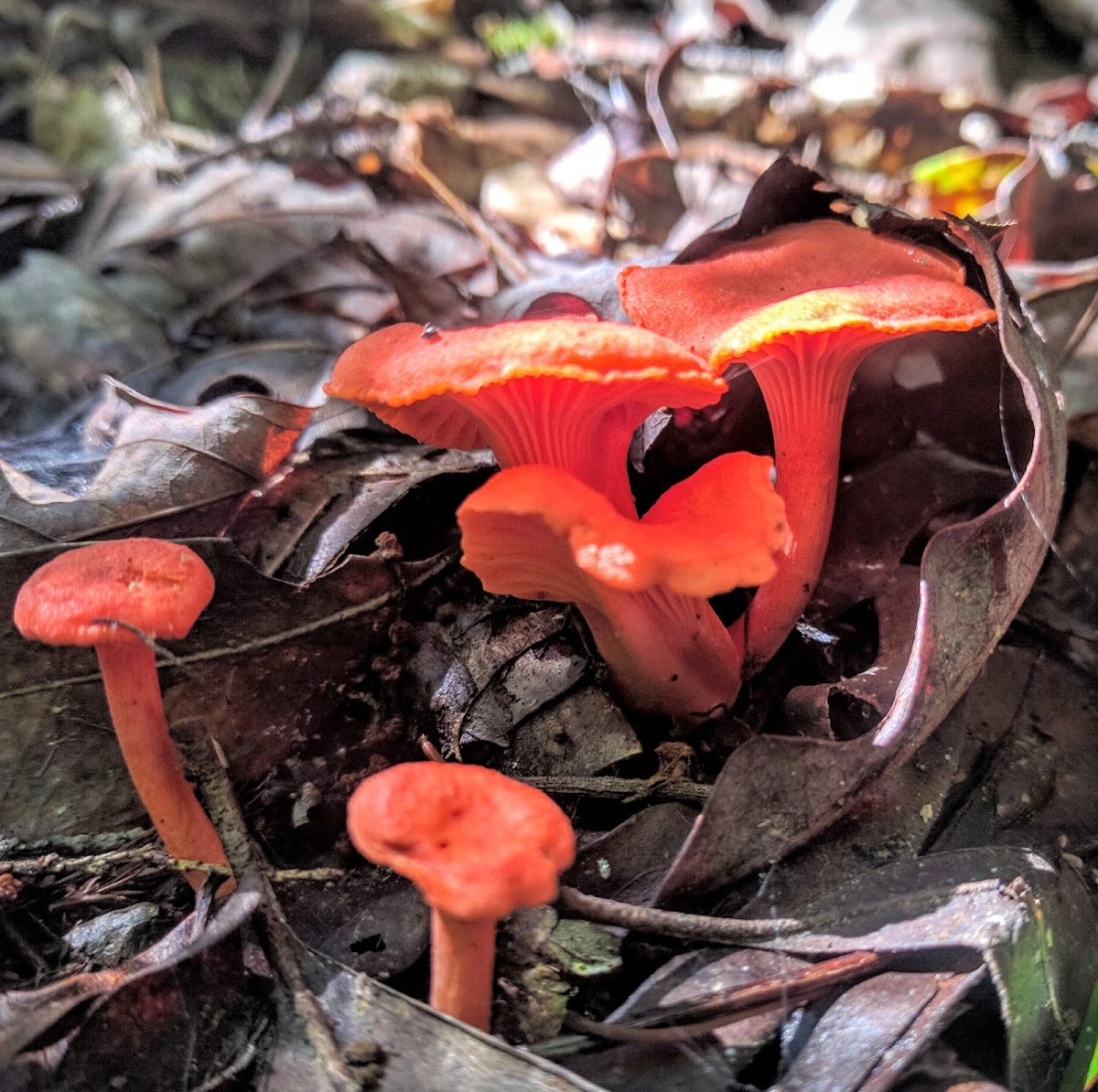 Cinnabar Red Chantrelle