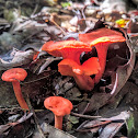 Cinnabar Red Chantrelle