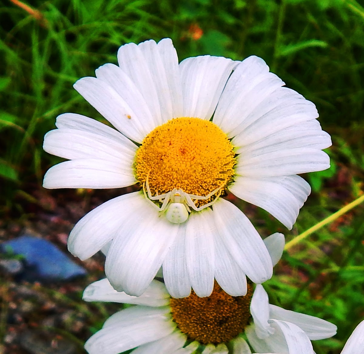 Flower Spider (Crab)