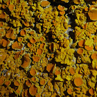 Maritime Sunburst Lichen