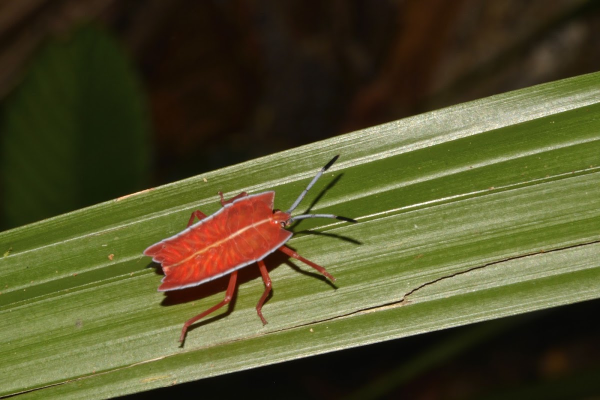 Stink/Shield Bug