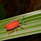 Stink/Shield Bug