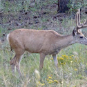 Mule Deer