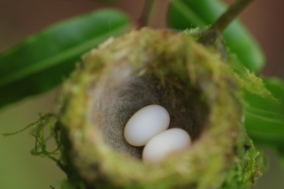 Hummingbird Eggs