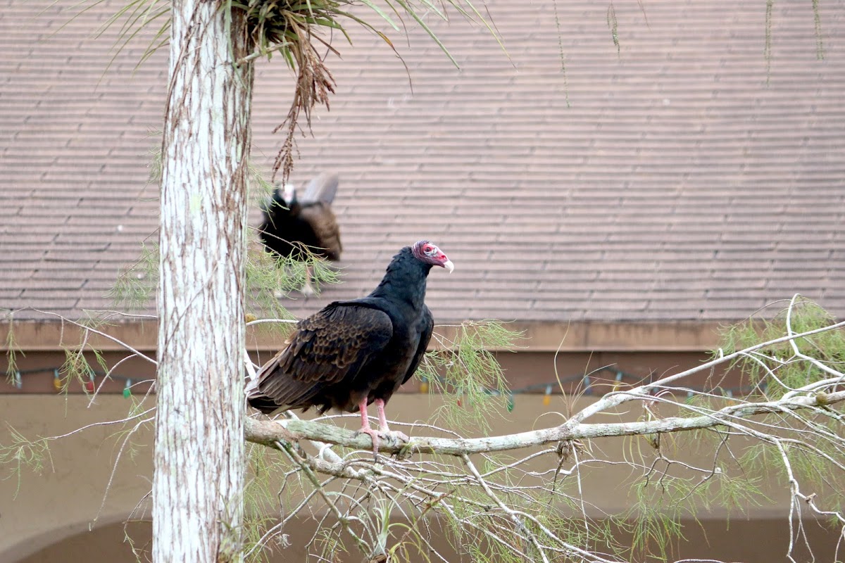 Turkey vulture