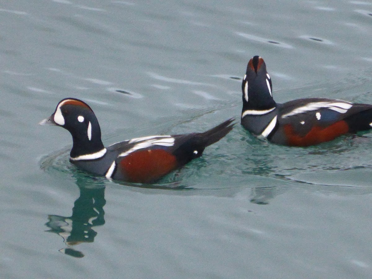 Harlequin Duck