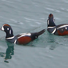 Harlequin Duck