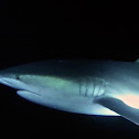 Galapagos Shark