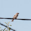 House Sparrow; Gorrión Común