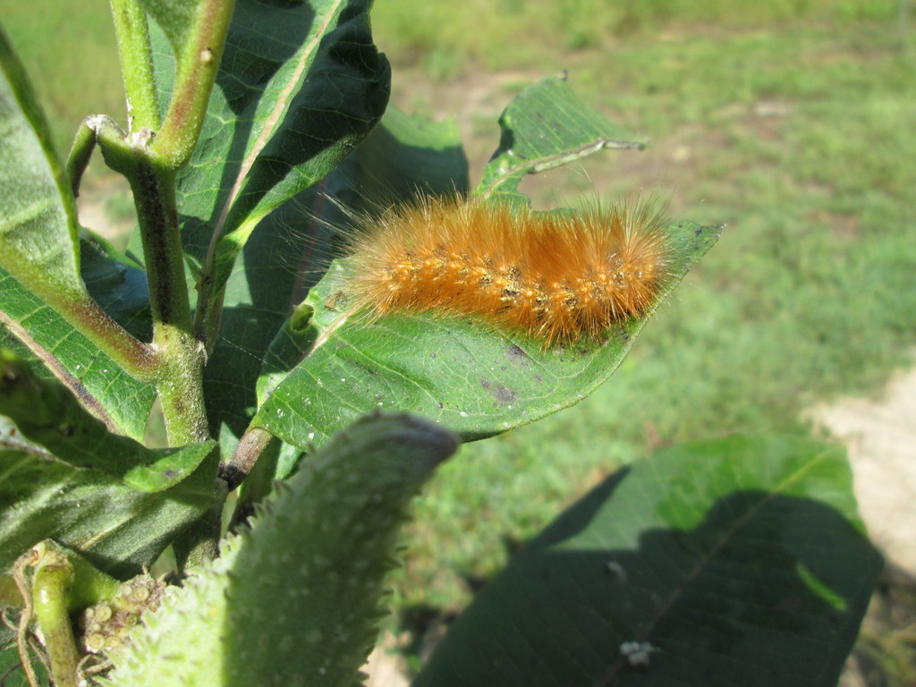 Virginia Tiger Moth