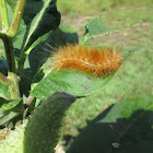 Virginia Tiger Moth