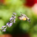 Hummingbird hawk-moth