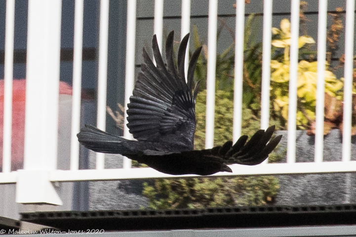 Carrion Crow