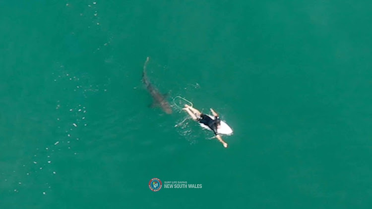 A shark swims close to World championship tour surfer Matt Wilkinson World at Sharpes Beach, New South Wales, Australia, on October 7, 2020.