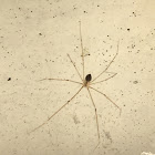 Round-Bodied Cellar Spider