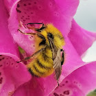 Yellowhead bumblebee