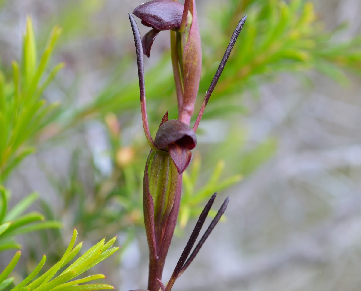 Horned Orchid