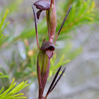 Horned Orchid