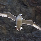 Fulmar