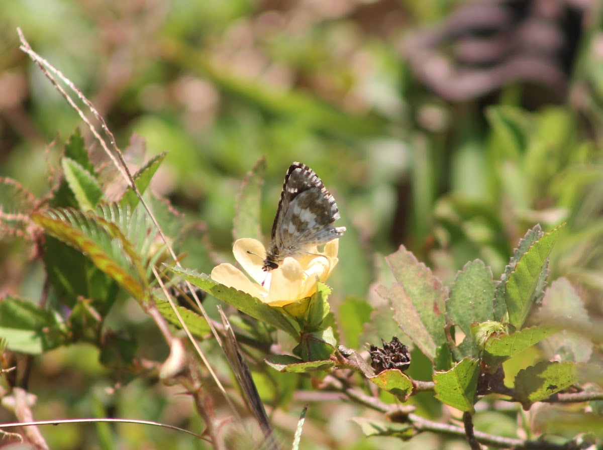 Indian Skipper