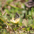 Indian Skipper