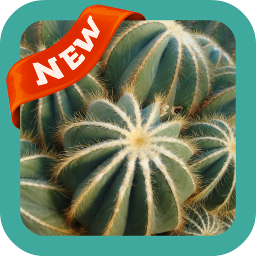 Cactus Wallpaper Apps Bei Google Play