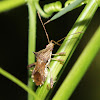 Spiny Brown Pod Bug