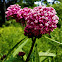 Swamp Milkweed