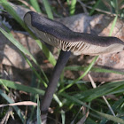 Entoloma