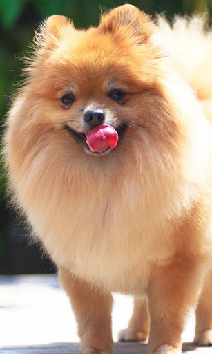 Pomeranian Dogs Wallpapers