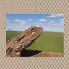 Bearded dragon