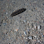 Common Glow-worm