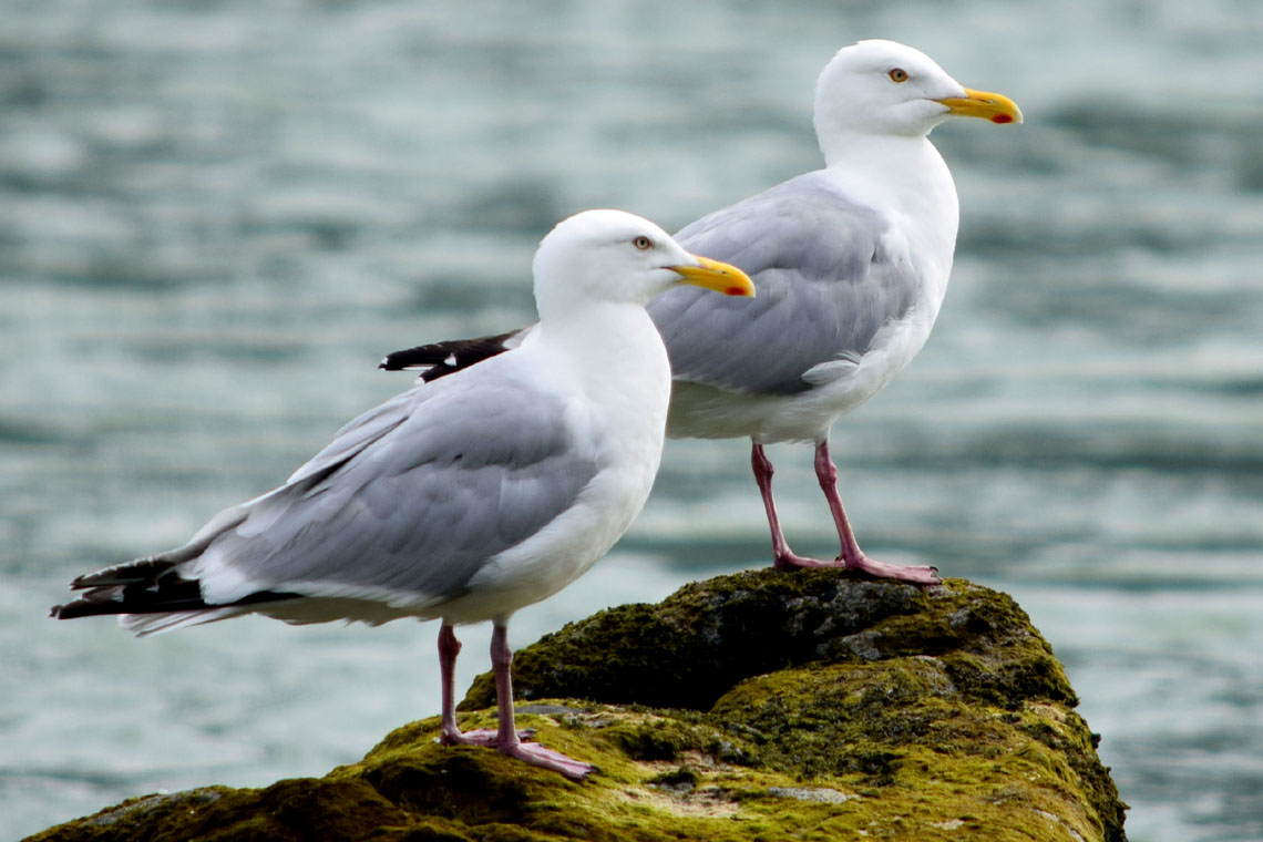 Herring Gull